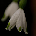 Spring Snowflake