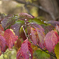 Dogwood