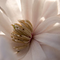 Magnolia Stellata I
