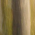 Poplar