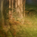 Sacred Grove