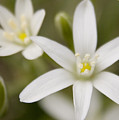 Star of Bethlehem
