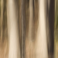 Winter Grove