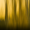 Winter Sunrise
